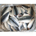 Fish de maquereau du Pacifique congelé Fish 70-150G 100-200G